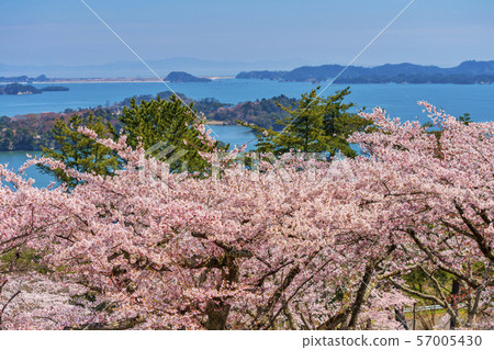 Miyagi Matsushima Scenery from Matsu Park Miyagi Matsushima Scenery from Matsu Park 57005430