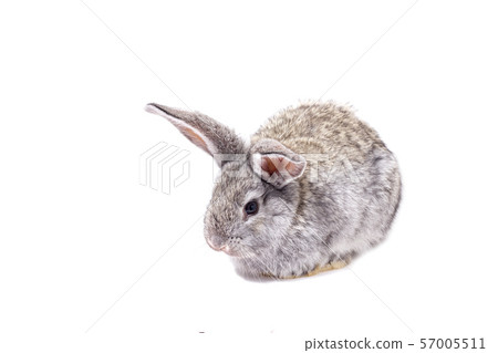grey rabbit isolate, beautiful decorative grey rabbit isolate, beautiful decorative 57005511