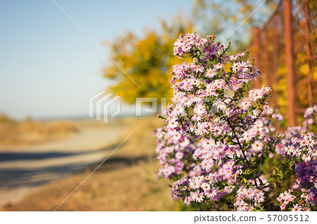 purple flowers in autumn, with purple flowers in autumn, with 57005512