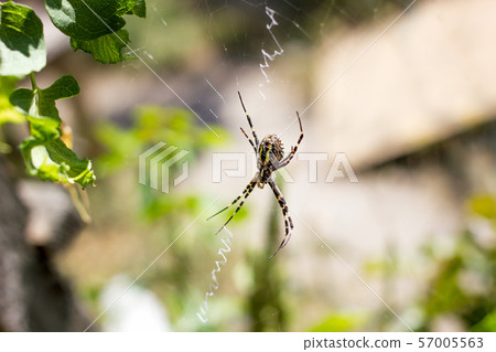 big spider close-up on a 57005563