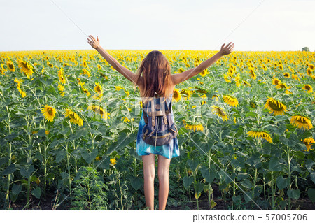 girl in sunflower field, an girl in sunflower field, an 57005706