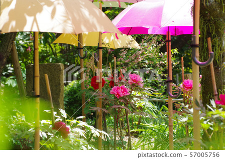 Peony of Hiroshima City Shukkei-en Peony of Hiroshima City Shukkei-en 57005756