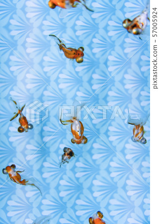 Swimming goldfish Swimming goldfish 57005924