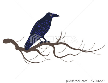 Black Raven Sitting on Tree Branch Black Raven Sitting on Tree Branch 57006543