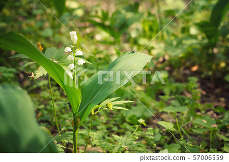meadow lilies of the valley. meadow lilies of the valley. 57006559