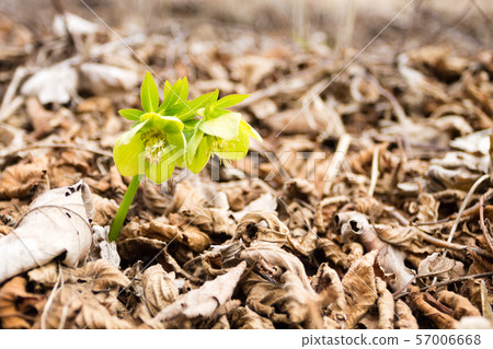 Hellebore flower in woodland close up, nature Hellebore flower in woodland close up, nature 57006668