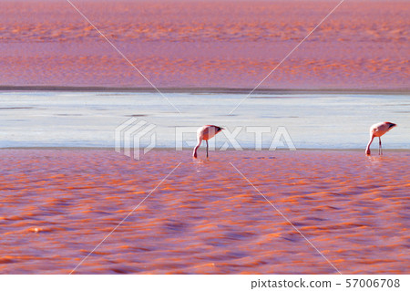 Laguna Colorada flamingos, Bolivia Laguna Colorada flamingos, Bolivia 57006708