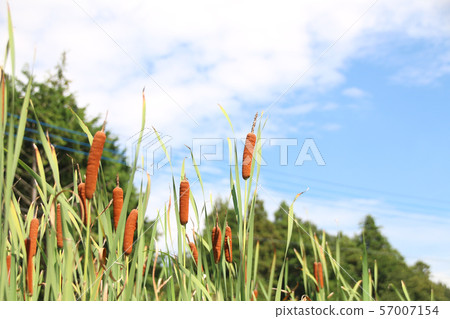 Gama, Moka City, Tochigi Prefecture 57007154