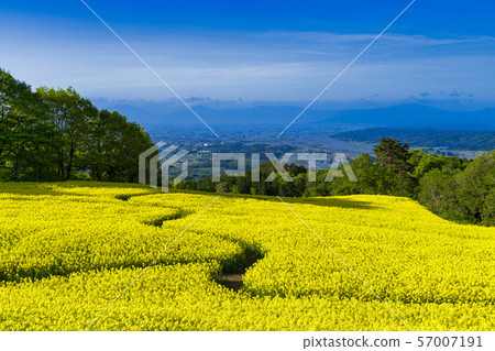 Sannokura Highland Flower Field, Rapeseed Flower, Kitakata Fukushima Sannokura Highland Flower Field, Rapeseed Flower, Kitakata Fukushima 57007191