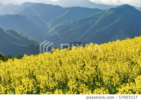 Sannokura Highland Flower Field, Rapeseed Flower, Kitakata Fukushima Sannokura Highland Flower Field, Rapeseed Flower, Kitakata Fukushima 57007217