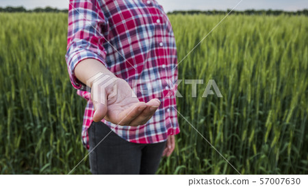 Farmer with outstretched hand stands in the background of his field, where wheat grows 57007630