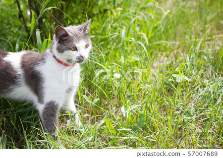 grey white cat on green grey white cat on green 57007689