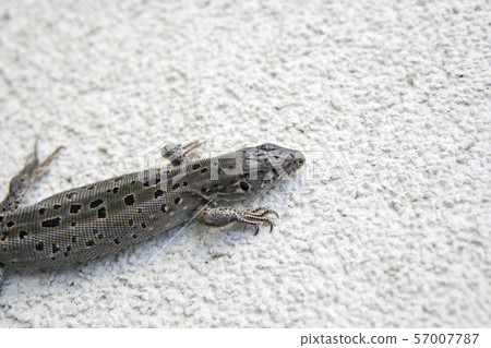 wild lizard natural stone background wild lizard natural stone background 57007787