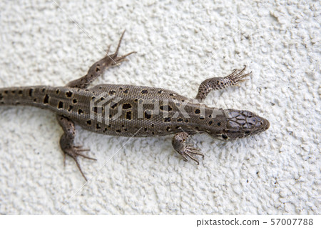 wild lizard natural stone background  57007788