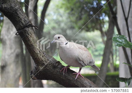 Wild bird in the park Wild bird in the park 57007881