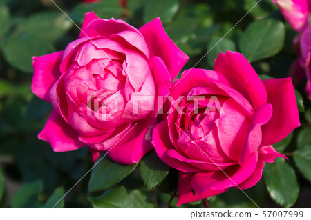 Kellner Flora Kellner Flora 57007999