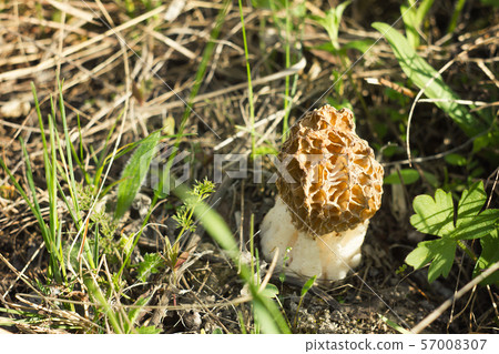 Morel mushroom, autumn harvest, wildlife Morel mushroom, autumn harvest, wildlife 57008307