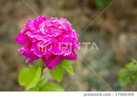 red rose with water droplets 57008309