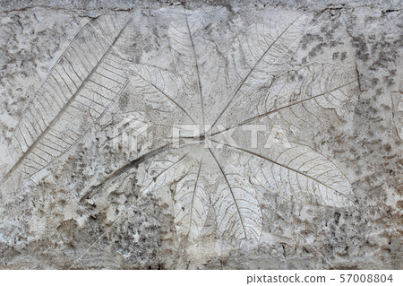Leaf on cement texture background 57008804