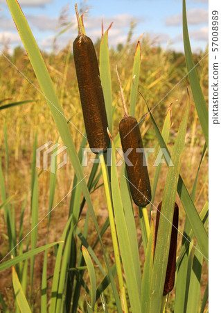 Reedmace, cat - tail, bulrush, swamp sausage, punks, typha angustifolia 57008989
