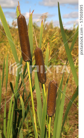 Reedmace, cat - tail, bulrush, swamp sausage, punks, typha angustifolia Reedmace, cat - tail, bulrush, swamp sausage, punks, typha angustifolia 57008995