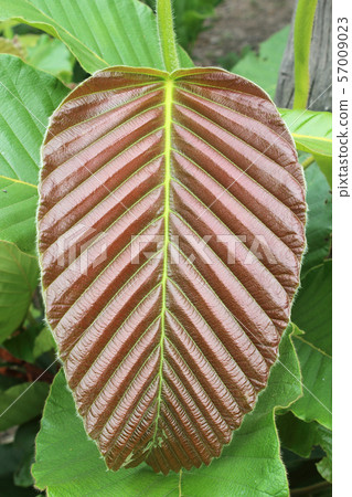 Leaves of young Dipterocarpaceae, the uppermost 57009023
