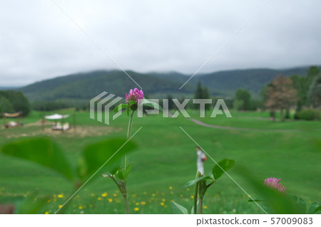 Japanese white clover, blurred woman in the background, Hokkaido Japanese white clover, blurred woman in the background, Hokkaido 57009083
