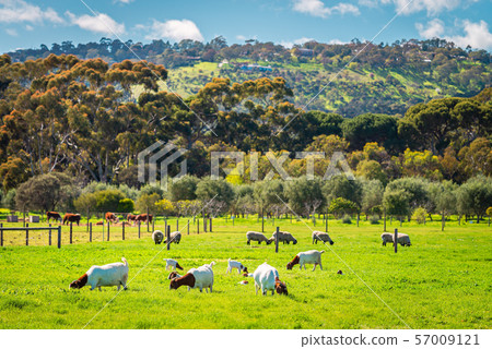 Australian goats and sheep  grazing on a farm 57009121