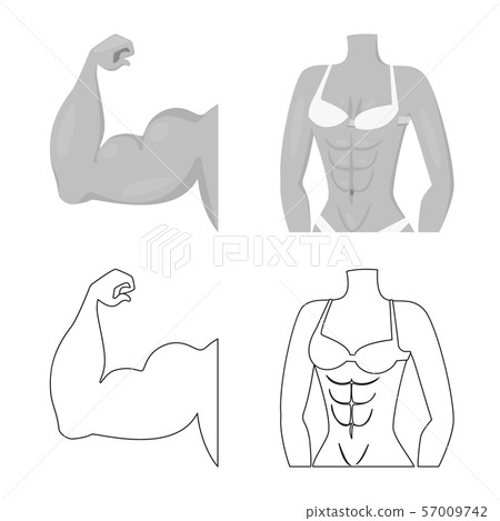 Isolated object of fiber and muscular sign. Collection of fiber and body stock symbol for web. Isolated object of fiber and muscular sign. Collection of fiber and body stock symbol for web. 57009742