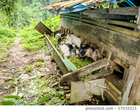 Cute and funny Kid Goats leaning its head out to cross the barrier of a wooden shelter to have some food in a Local mountain village farm. 57010315