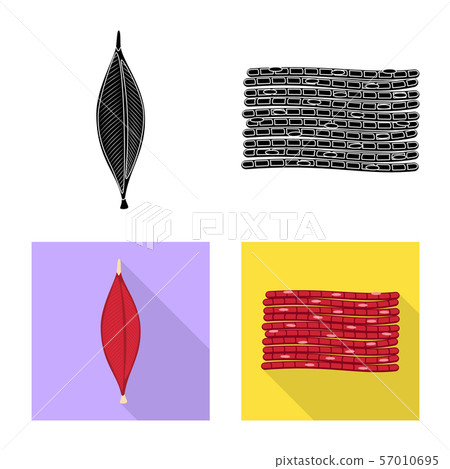 Isolated object of fiber and muscular icon. Collection of fiber and body vector icon for stock. Isolated object of fiber and muscular icon. Collection of fiber and body vector icon for stock. 57010695