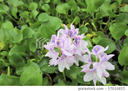 Honyakushi寺的鳳眼蘭 57010855