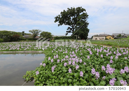 Honyakushi寺的鳳眼蘭 Honyakushi寺的鳳眼蘭 57010943
