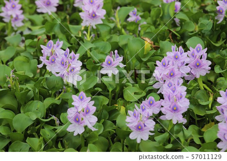 Water hyacinth of Honyakushi Temple Water hyacinth of Honyakushi Temple 57011129