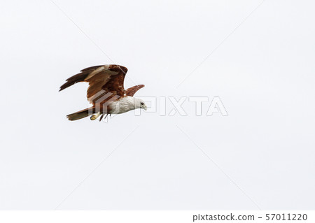 Red eagle on the Sky in nature at thailand Red eagle on the Sky in nature at thailand 57011220