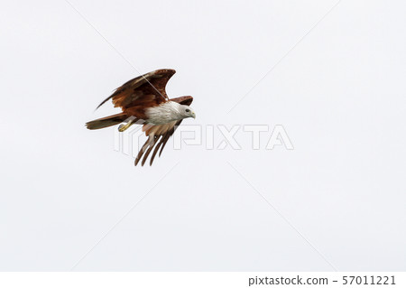 Red eagle on the Sky in nature at thailand Red eagle on the Sky in nature at thailand 57011221