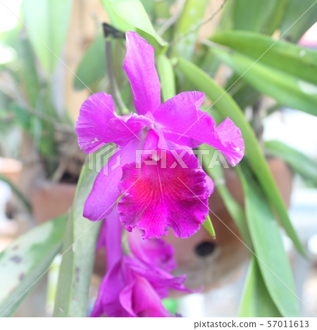 orchid flower in the garden. orchid flower in the garden. 57011613