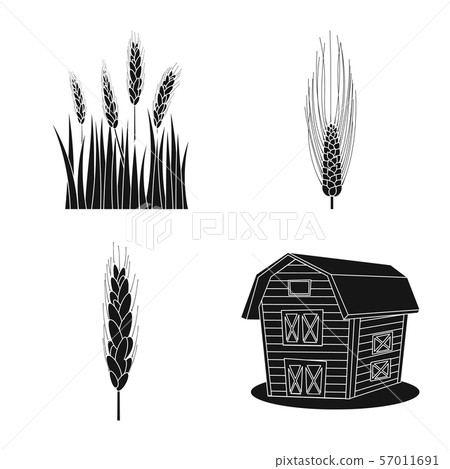 Isolated object of rye and plant symbol. Collection of rye and corn vector icon for stock. 57011691