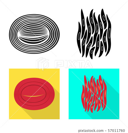 Isolated object of fiber and muscular icon. Collection of fiber and body stock vector illustration. 57011760