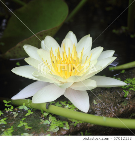 Lotus flower beautiful lotus in the pond 57012132