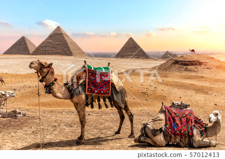 Camels near the Pyramids, beautiful Egyptian Camels near the Pyramids, beautiful Egyptian 57012413