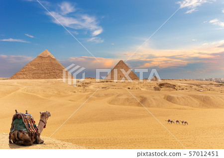 The Pyramids and camels, beautiful Giza desert 57012451