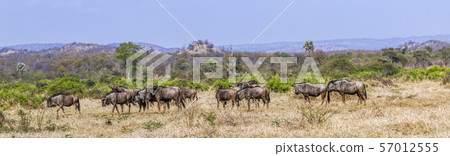 Blue wildebeest in Kruger National park, South 57012555