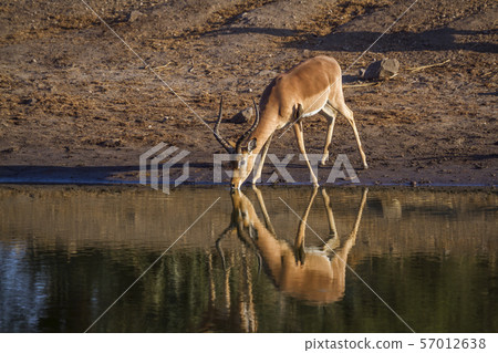 Common Impala in Kruger National park, South 57012638