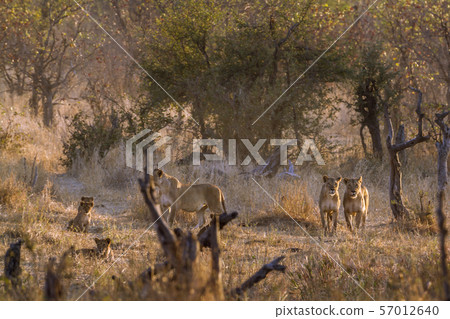 African lion in Kruger National park, South Africa 57012640