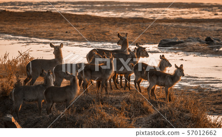 Common Waterbuck in Kruger National park, South Common Waterbuck in Kruger National park, South 57012662