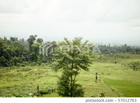 Beautiful terraced field of green tea cultivation Beautiful terraced field of green tea cultivation 57012763