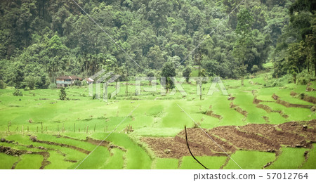 Beautiful scenery of green rice field surrounded by mountain in morning time 57012764