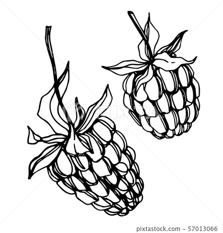 Vector Raspberry healthy food fresh berry isolated element. Black and white engraved ink art. 57013066