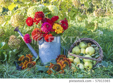 Beautiful summer gardening concept. Bunch of Beautiful summer gardening concept. Bunch of 57013365